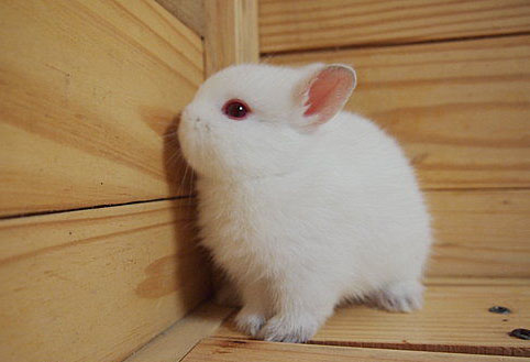 荷兰矮兔：世界上最小的兔子
