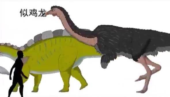 形象展示不同的恐龙有多大