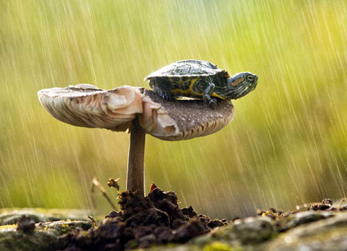 下雨后地上为什么会长出很多蘑菇