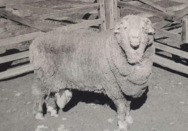 世界上最古老的精液 冷藏50年仍能让羊怀孕