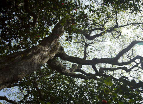 世界上最孤独的树：普陀鹅耳枥