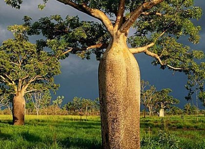 纺锤树和瓶子树—能存储水的树