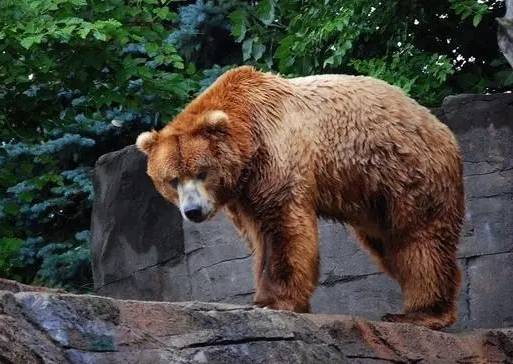 科迪亚克岛棕熊 陆地上体型最大的肉食性动物