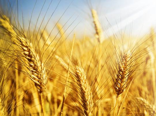 为什么小麦成熟后会变黄
