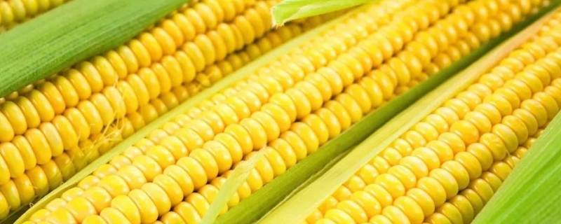 为什么医生建议少吃玉米