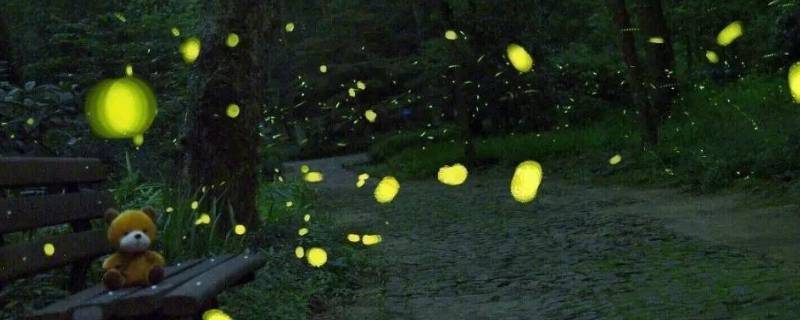 萤火虫是光源吗