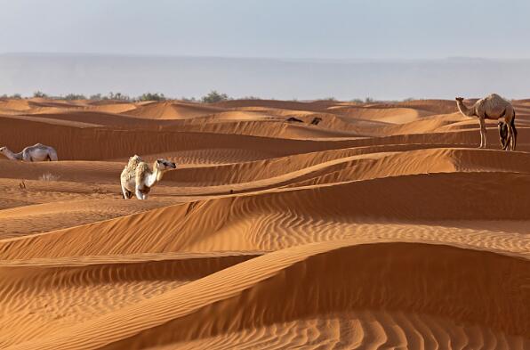 世界最大的十大沙漠 阿拉伯沙漠上榜，第十是我国最大的沙漠