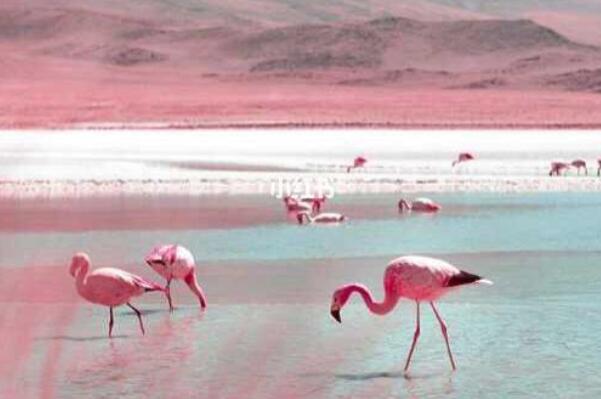 世界最奇特的十大湖泊，榜首可让人石化，粉红湖排第五(希勒湖)