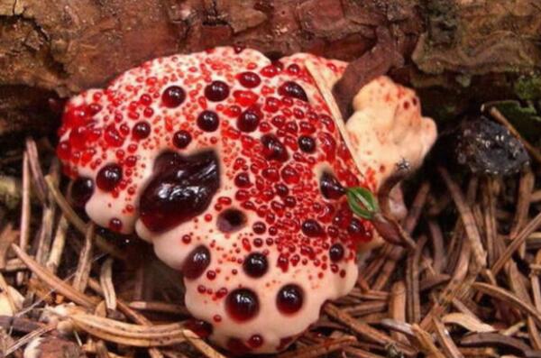 世界十大最奇特的蘑菇，榜首可发出啸叫声，大脑蘑菇仅排第二(鹿花菌
