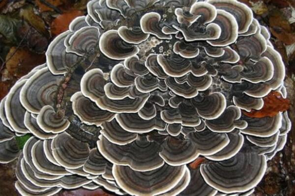 世界十大最奇特的蘑菇，榜首可发出啸叫声，大脑蘑菇仅排第二(鹿花菌