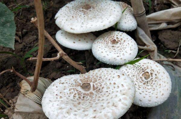 最致命的十种毒蘑菇 鹿花菌上榜，第四形似火焰