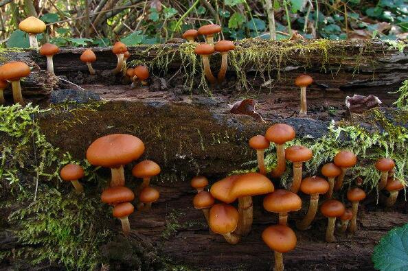最致命的十种毒蘑菇 鹿花菌上榜，第四形似火焰