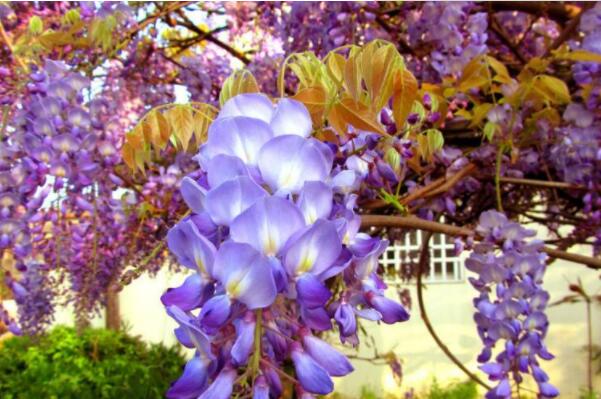 10种好看的紫色小花， 第一最梦幻，中药花排第七(桔梗)