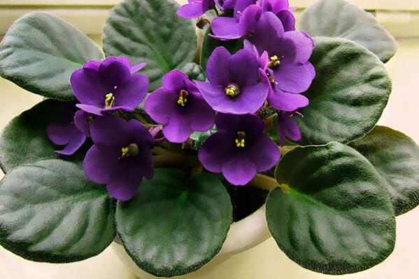 10种好看的紫色小花， 第一最梦幻，中药花排第七(桔梗)