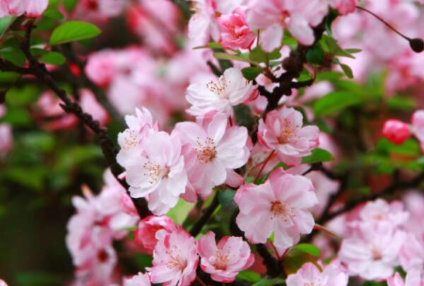 最受欢迎的十大庭院植物，榜首最耐寒，传统名花排第六(梅花)