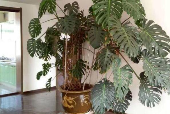 净化空气的十大盆栽植物 龟背竹上榜，第二被称为“绿色净化器”