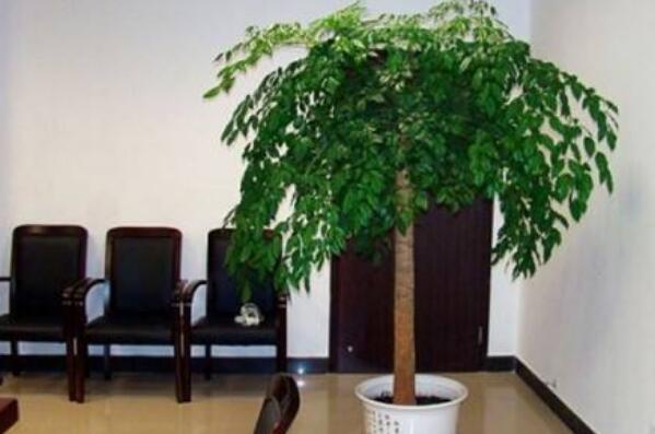 养不死的大型客厅植物 发财树上榜，第十原产于我国南部地区