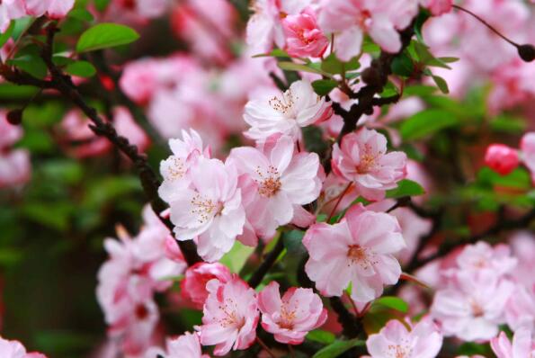 十大开花最香的树 蜡梅上榜，第三被誉为“花中神仙”