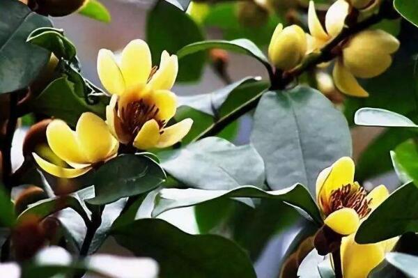 十大开花最香的树 蜡梅上榜，第三被誉为“花中神仙”