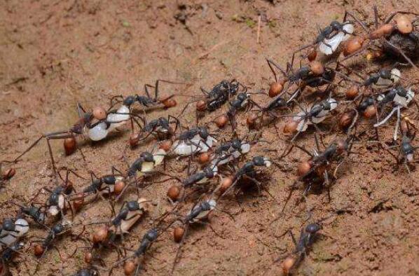 世界上最凶的10种蚂蚁排名 行军蚁上榜，第九很具攻击性