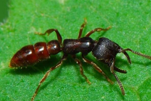 世界上最凶的10种蚂蚁排名 行军蚁上榜，第九很具攻击性