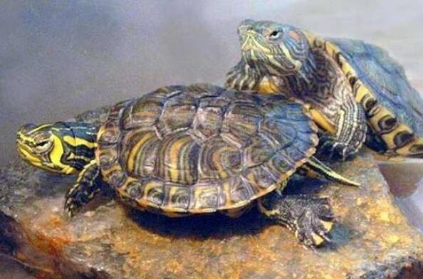 十大便宜好养的宠物龟 锦龟上榜，中华草龟排名第一