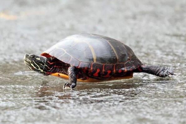 十大便宜好养的宠物龟 锦龟上榜，中华草龟排名第一