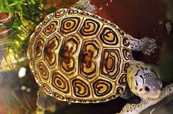 十大最难养乌龟排行 钻纹龟上榜，第六是中国本土龟类