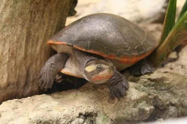 十大最难养乌龟排行 钻纹龟上榜，第六是中国本土龟类