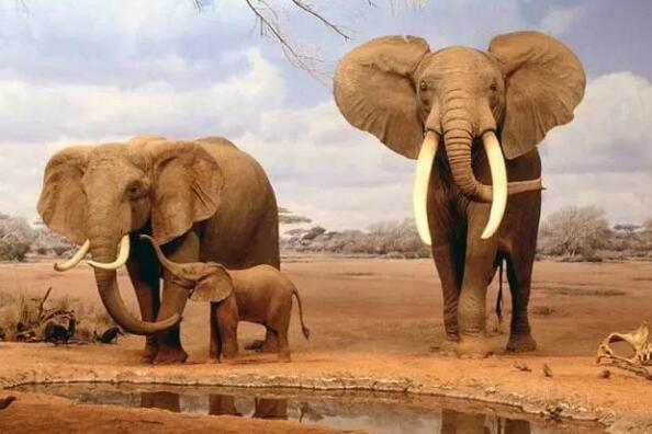 十大最团结的动物 非洲象上榜，第一没有天敌