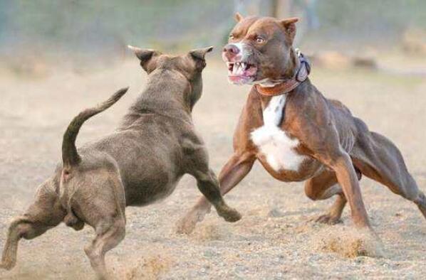 世界打架最厉害的狗前十名 杜高犬上榜，第二有“东方斗犬之王”之称