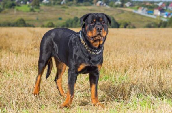 世界打架最厉害的狗前十名 杜高犬上榜，第二有“东方斗犬之王”之称