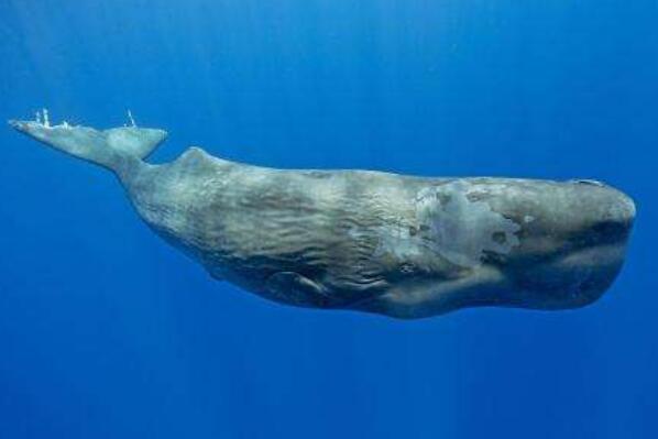 十大深海神秘巨型生物 抹香鲸上榜，第一是地球最大动物