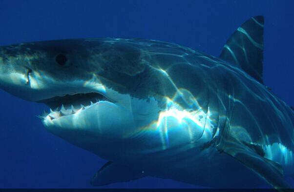 史上十大海洋最强生物 灰鲭鲨游速快，大白鲨第二