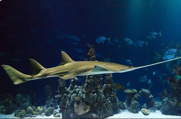 史上十大海洋最强生物 灰鲭鲨游速快，大白鲨第二