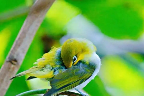 中国十大观赏鸟，第一鸟中歌手百灵，爱情鸟鸳鸯上榜