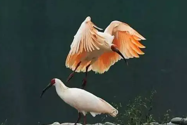 中国十大观赏鸟，第一鸟中歌手百灵，爱情鸟鸳鸯上榜