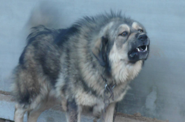世界十大凶犬，第一比藏獒凶，斗牛梗上榜