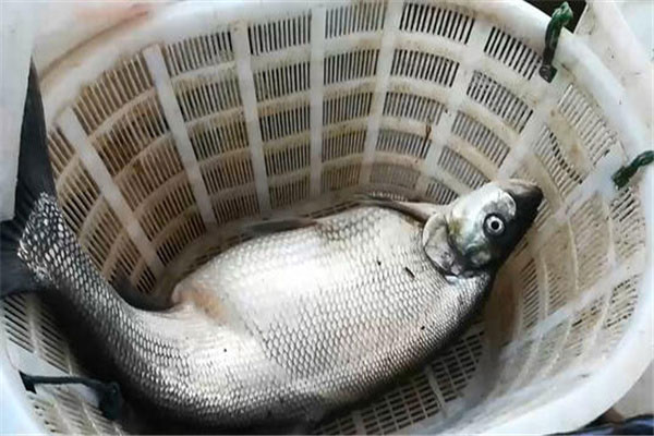 中国十大最脏鱼：狗鱼上榜，清道夫一枝独秀