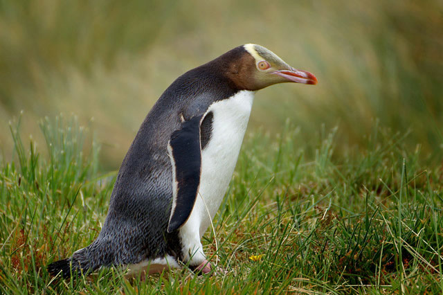 世界十大企鹅种类，帝企鹅个体最大排榜首