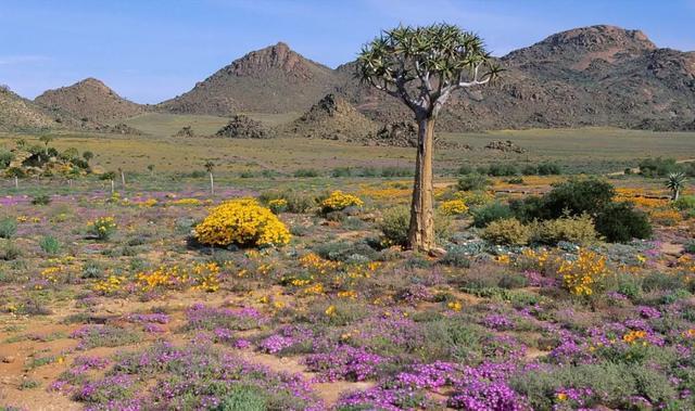 世界上最违反常识的沙漠：每到雨季遍地多肉植物