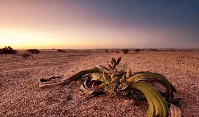 世界上最违反常识的沙漠：每到雨季遍地多肉植物