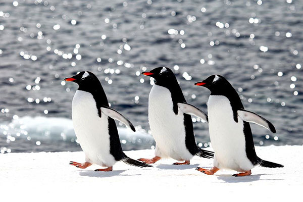 世界上游的最快的鸟：巴布亚企鹅时速高达36公里