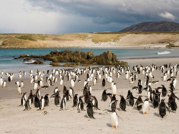 世界上游的最快的鸟：巴布亚企鹅时速高达36公里