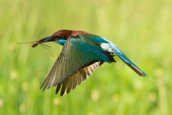 中国最美小鸟：蓝喉蜂虎以蜜蜂昆虫为食