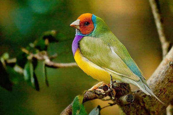 世界上最多彩的鸟：七彩文鸟身披七彩羽毛