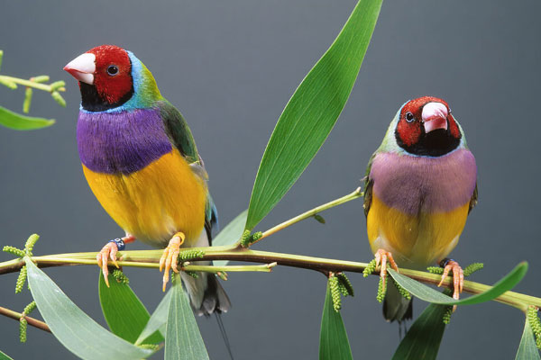世界上最多彩的鸟：七彩文鸟身披七彩羽毛