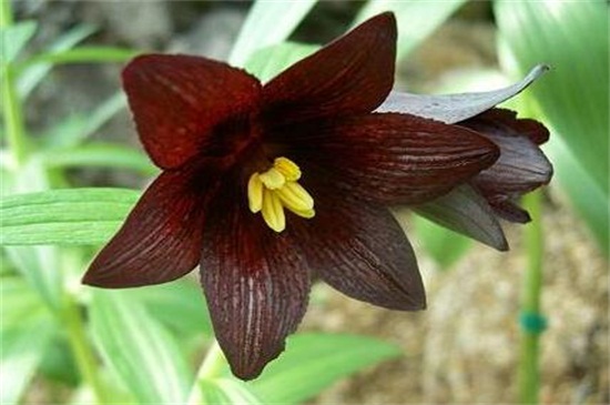世界上花语最邪恶的花：黑色曼陀罗代表恐怖死亡