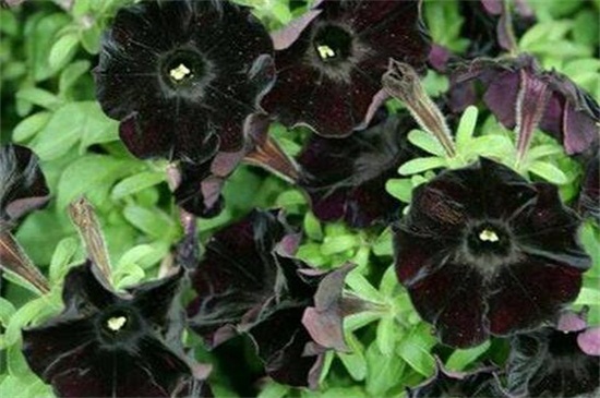 世界上花语最邪恶的花：黑色曼陀罗代表恐怖死亡
