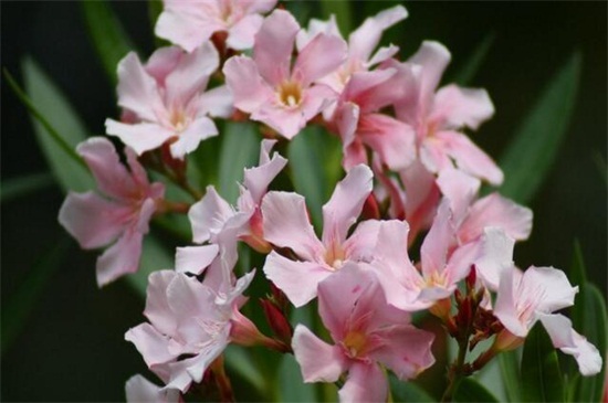 世界上花语最黑暗的花：曼陀罗、荼蘼花双双上榜